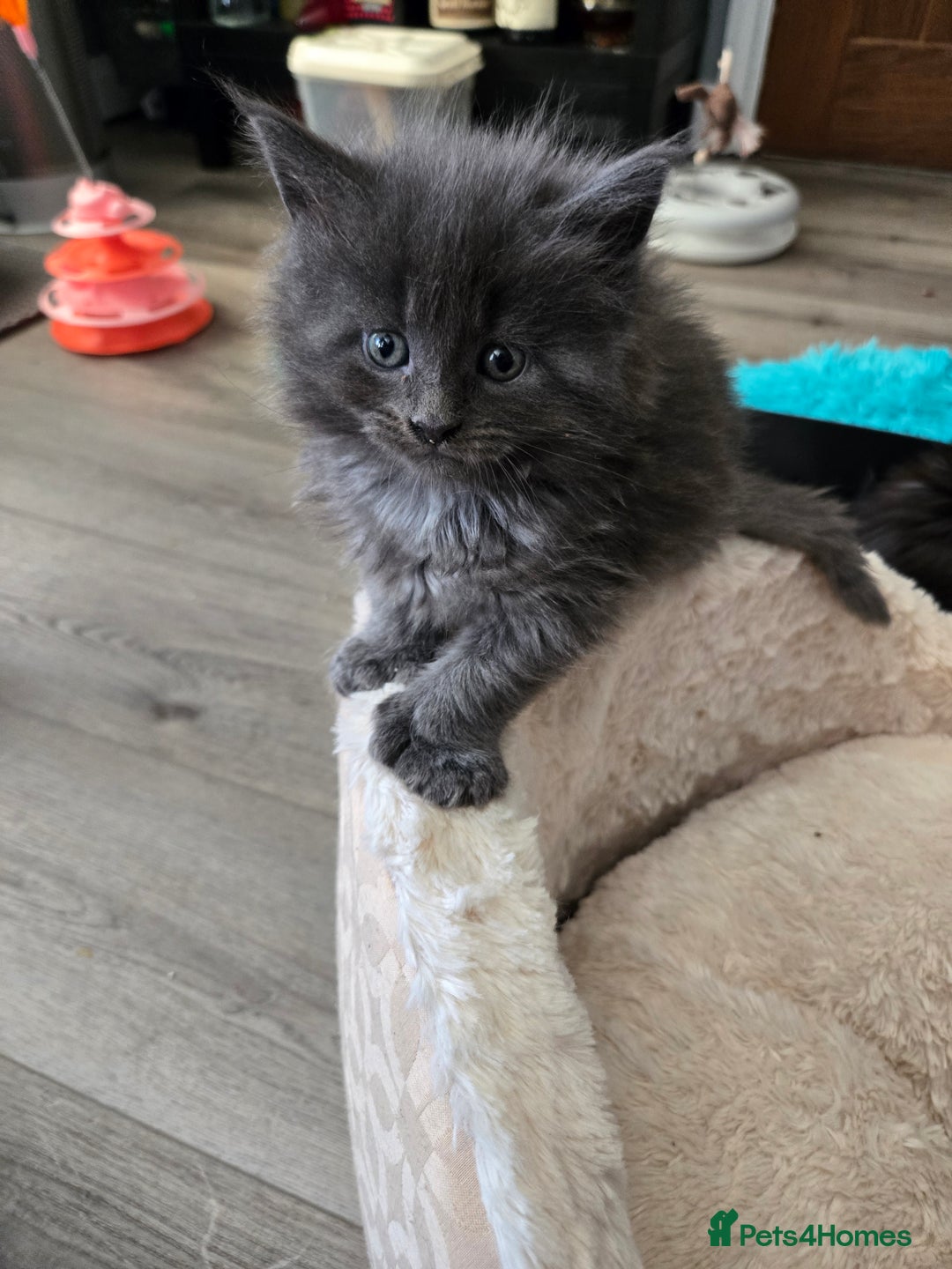 Maine Coon cats for sale: ✨✨ POLLYDACTYL MC  TiCA REG - Advert 32