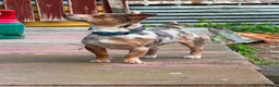 Jack Russell dogs for sale: Miniature jack Russell puppies  - Advert 4