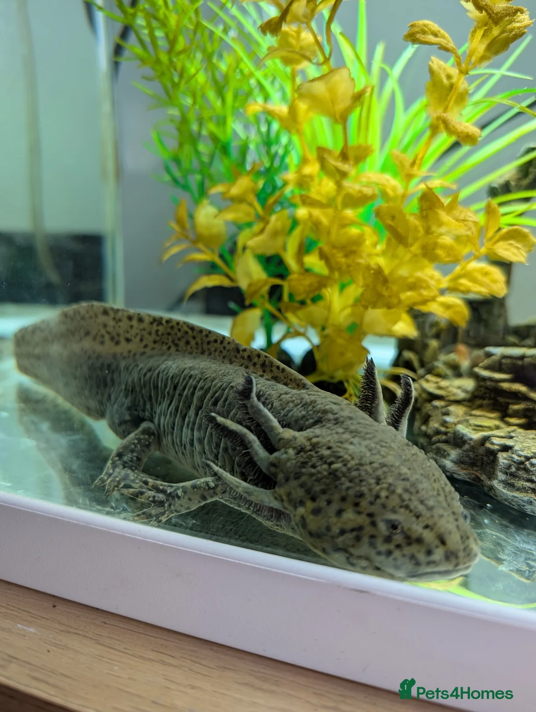 Axolotl reptiles for sale: 1 Year old Axolotl and Full set up - Advert 2