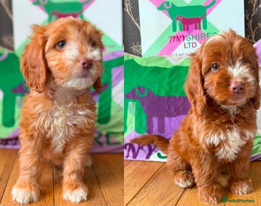 Cockapoo dogs F1 Apricots and fox reds mini cockapoos 30 dna clr - Advert 2