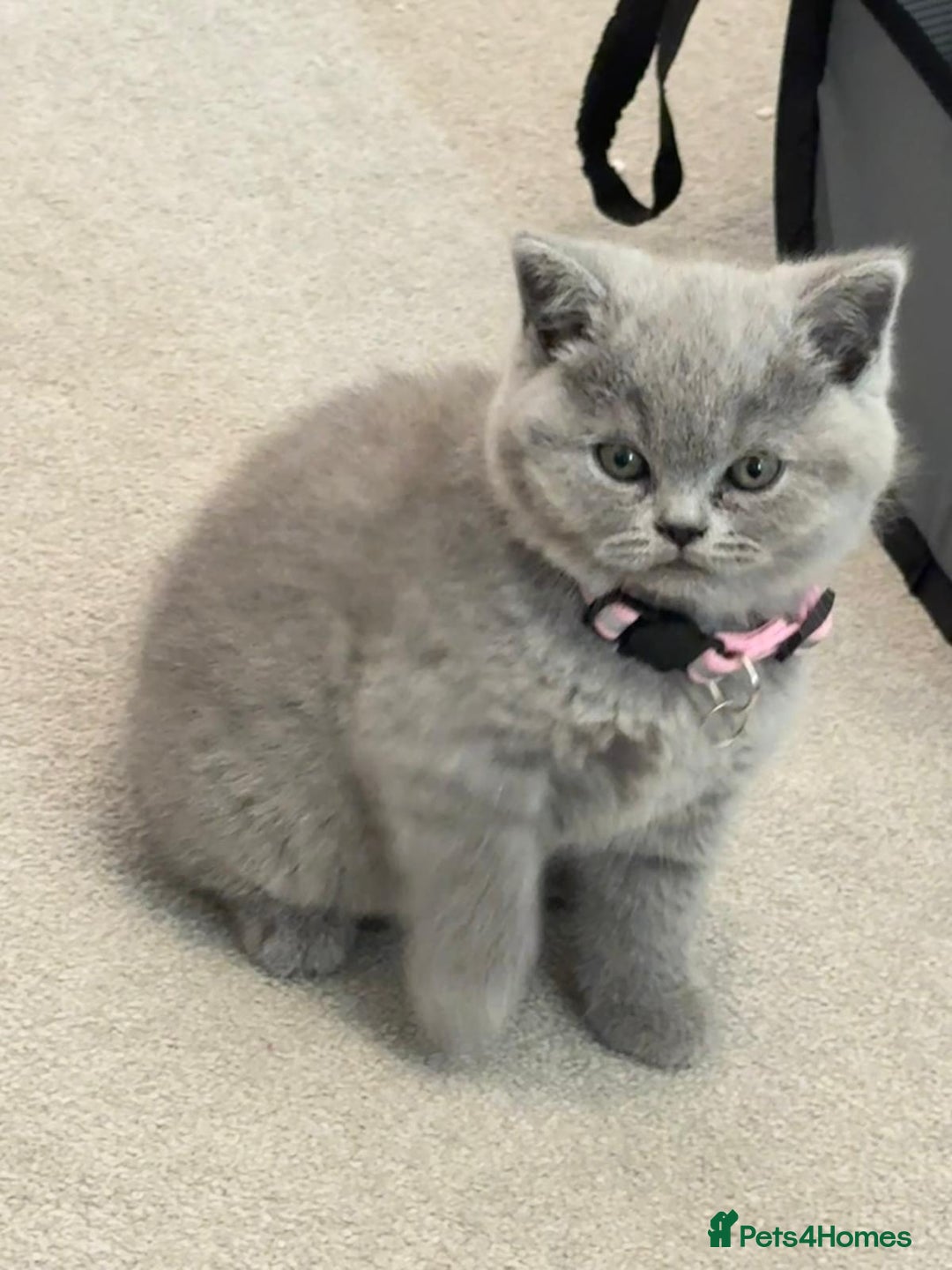 British Shorthair cats for sale: Pure British Shorthair Female Kittens- Bonded Pair - Advert 2