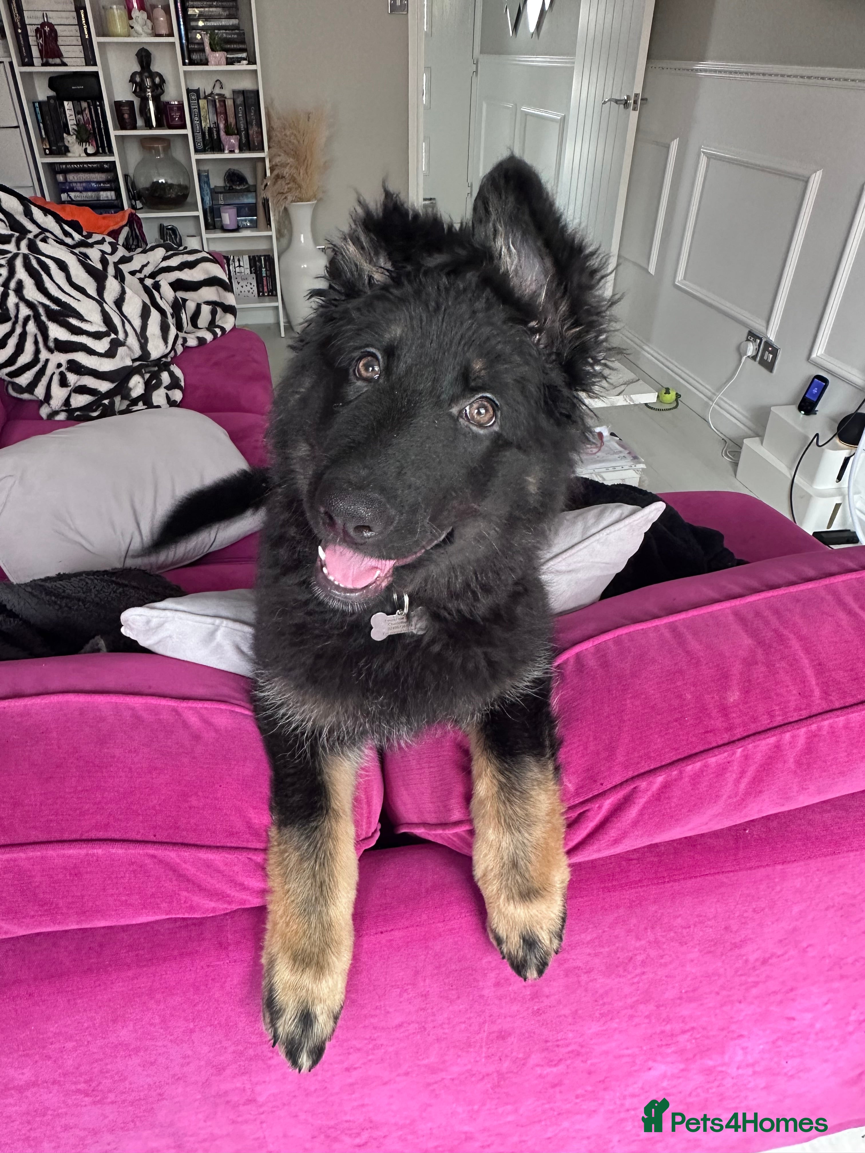 German Shepherd dogs Affectionate GSD Pup for Sale - Advert 1