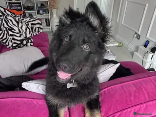 German Shepherd dogs Affectionate GSD Pup for Sale - Advert 1