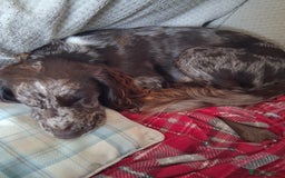 Cocker Spaniel dogs for sale: Cocker Spanial Puppies (2 left) - Advert 13