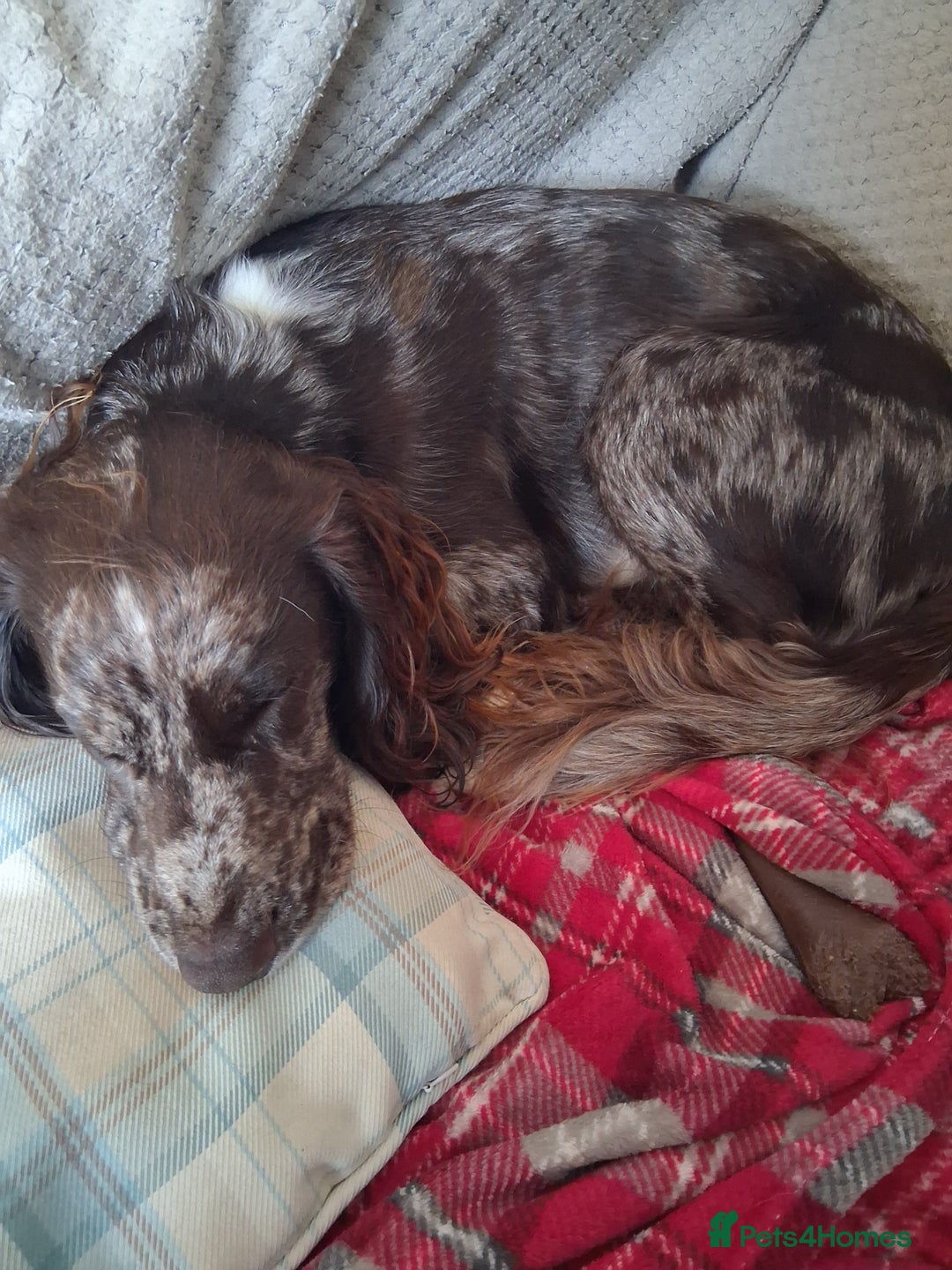 Cocker Spaniel dogs for sale: Cocker Spanial Puppies (2 left) - Advert 13