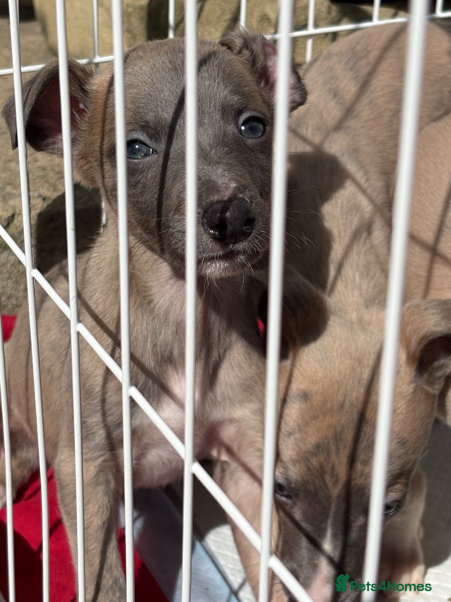 Whippet dogs Whippet pups for loving homes  - Advert 13