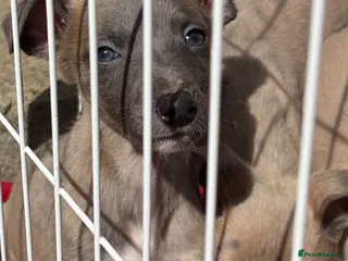 Whippet dogs Whippet pups for loving homes - Advert 13