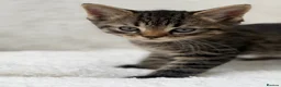 Mixed Breed cats for sale: Tabby male kittens  - Advert 4