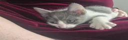 Mixed Breed cats for sale: Playful kittens - Advert 10