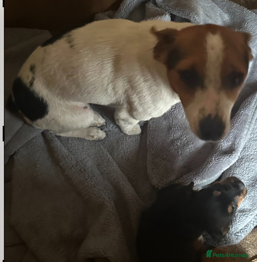 Jack Russell dogs for sale: Traditional pure jackrussell puppies  - Image 9