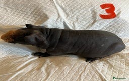 Guinea Pig rodents for sale: Well handled skinny pigs.  - Image 20