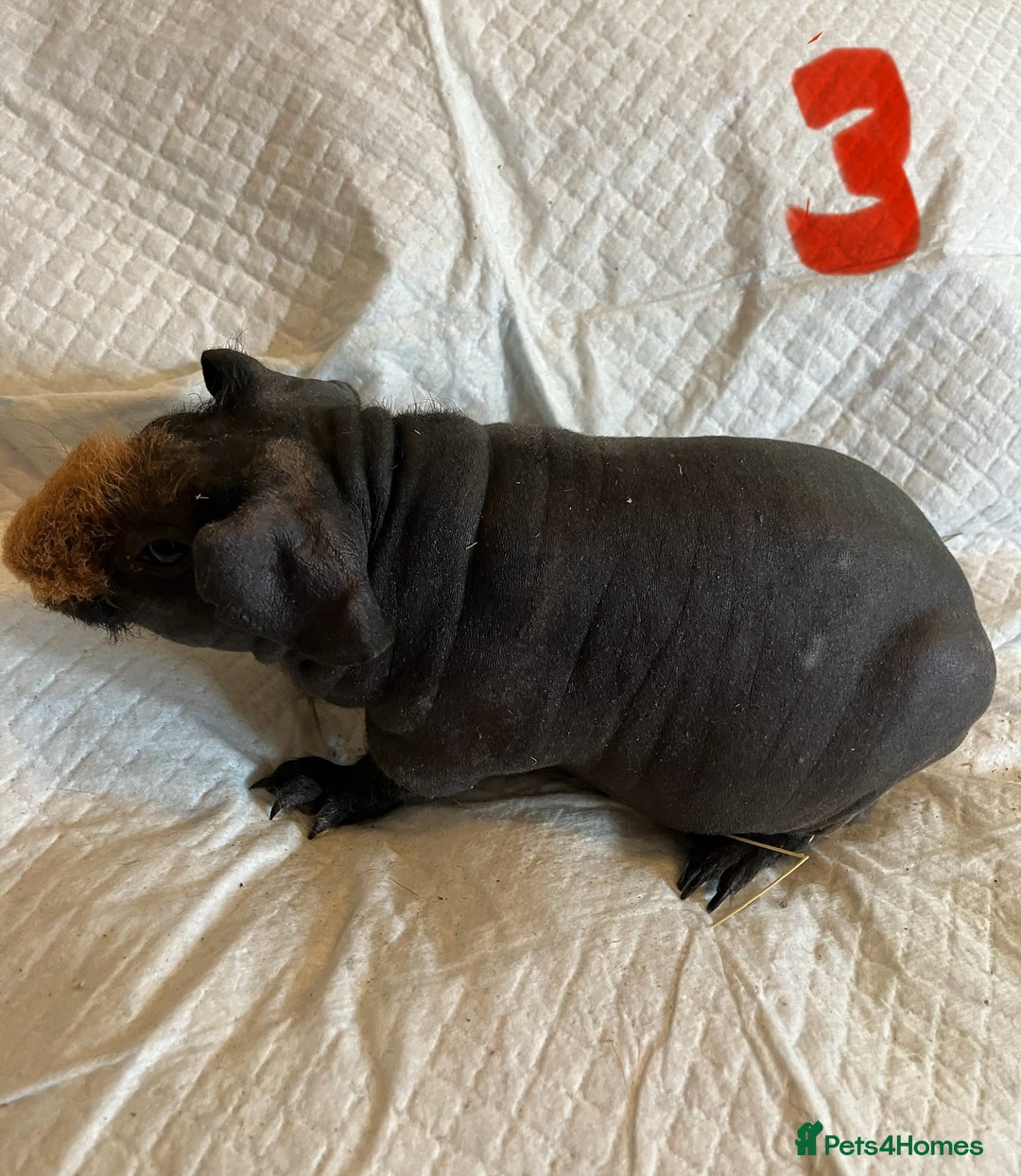 Guinea Pig rodents for sale: Well handled skinny pigs.  - Image 20