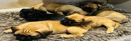 Mixed Breed dogs for sale: Cute puppies  - Advert 6