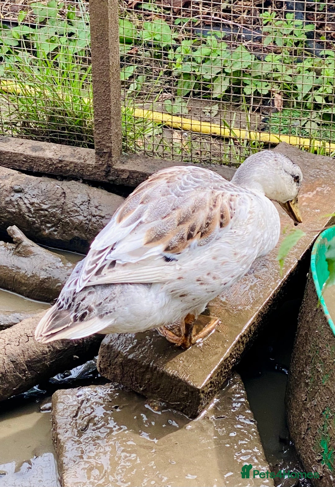 Ducks poultry for sale: Miniature Silver Appleyard Drakes - Image 4