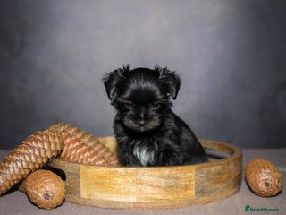 Yorkshire Terrier dogs - Advert 1