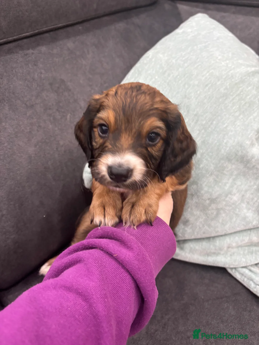 Cocker Spaniel dogs for sale: Stunning Cocker Spaniel puppy’s for sale - Advert 31