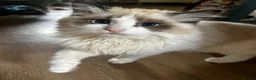 Ragdoll cats for sale: 2 ragdoll girls looking for their forever homes💞 - Advert 5