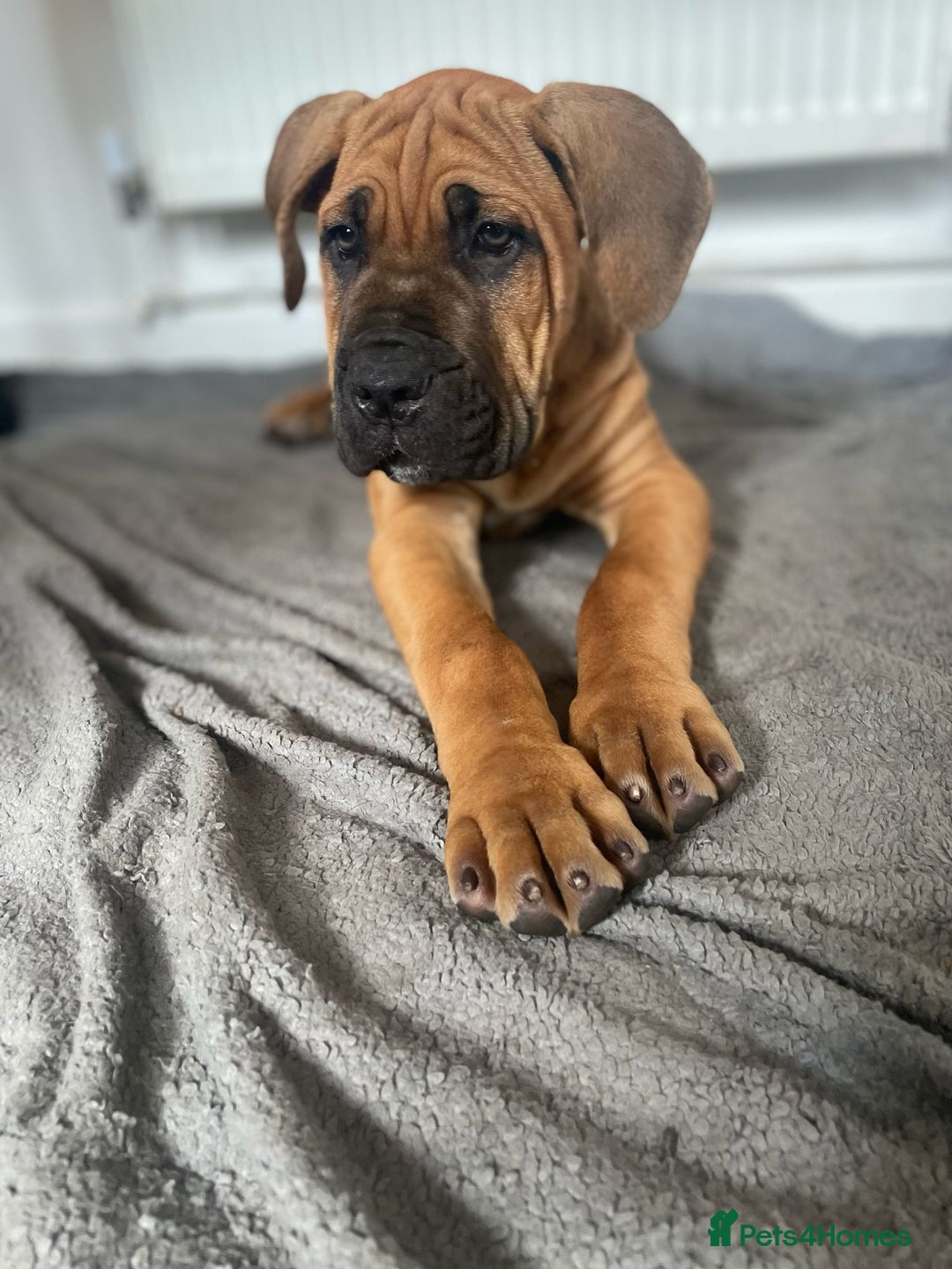 Cane Corso dogs for sale: Cane corso 4 month old male - Image 4