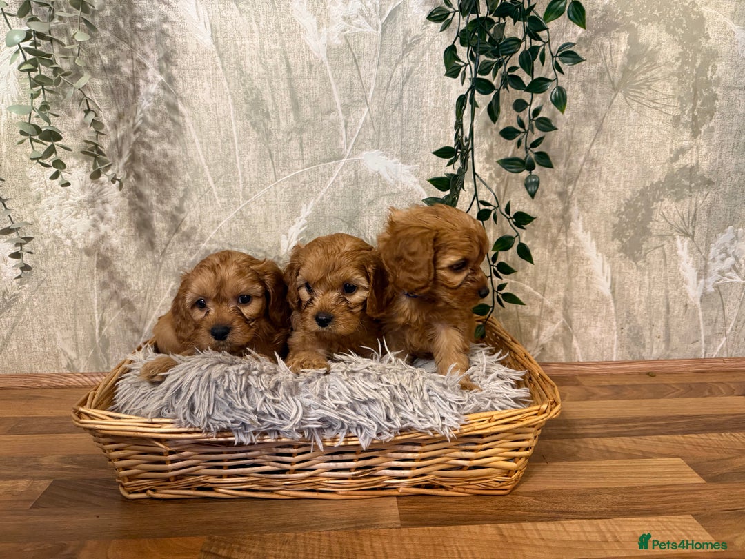 Cavapoo dogs for sale: Beautiful F1 Cavapoos  - Advert 3
