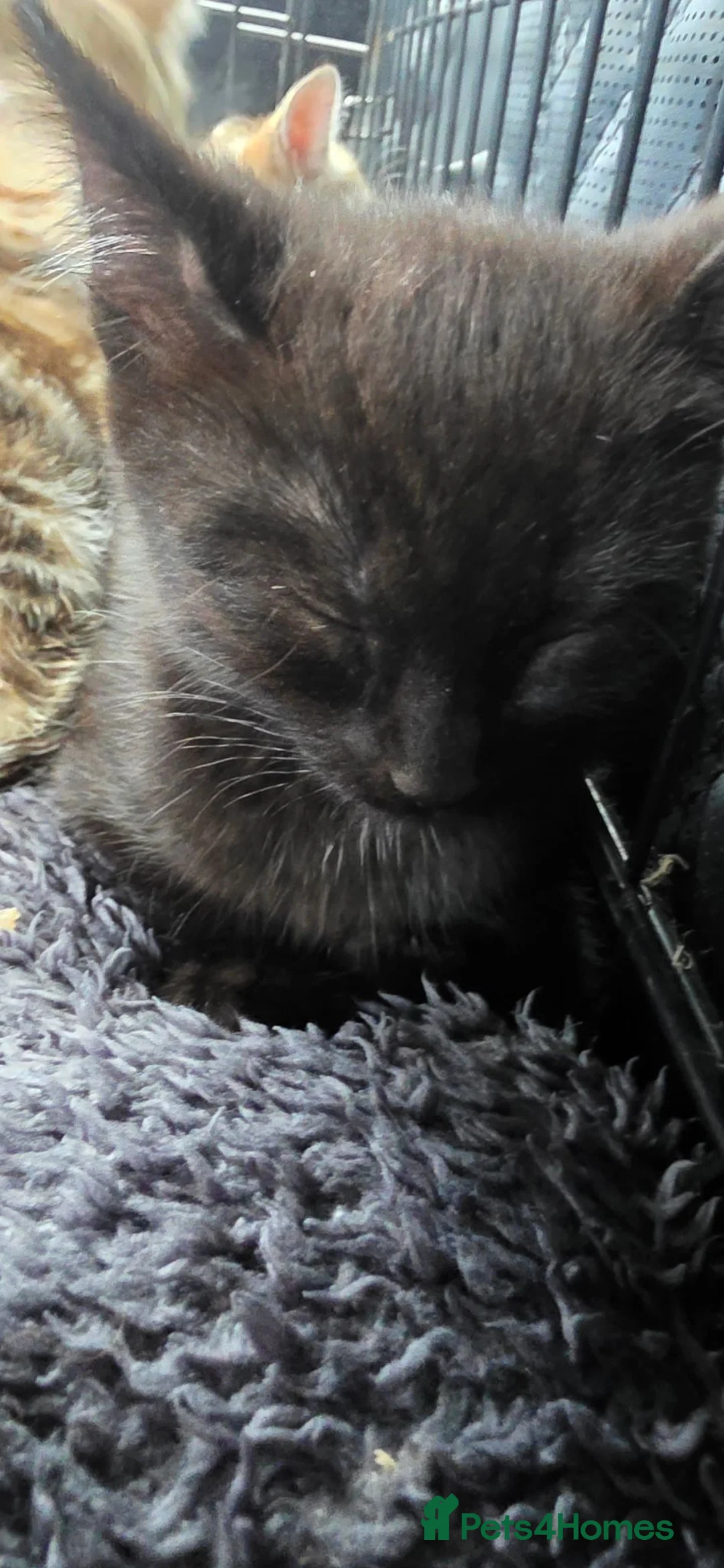 Mixed Breed cats for sale: Kittens available  - Advert 16