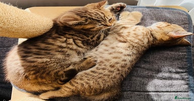 British Shorthair cats - Advert 8