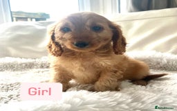 Cockapoo dogs for sale: Gorgeous Cockapoo Puppies  - Image 4