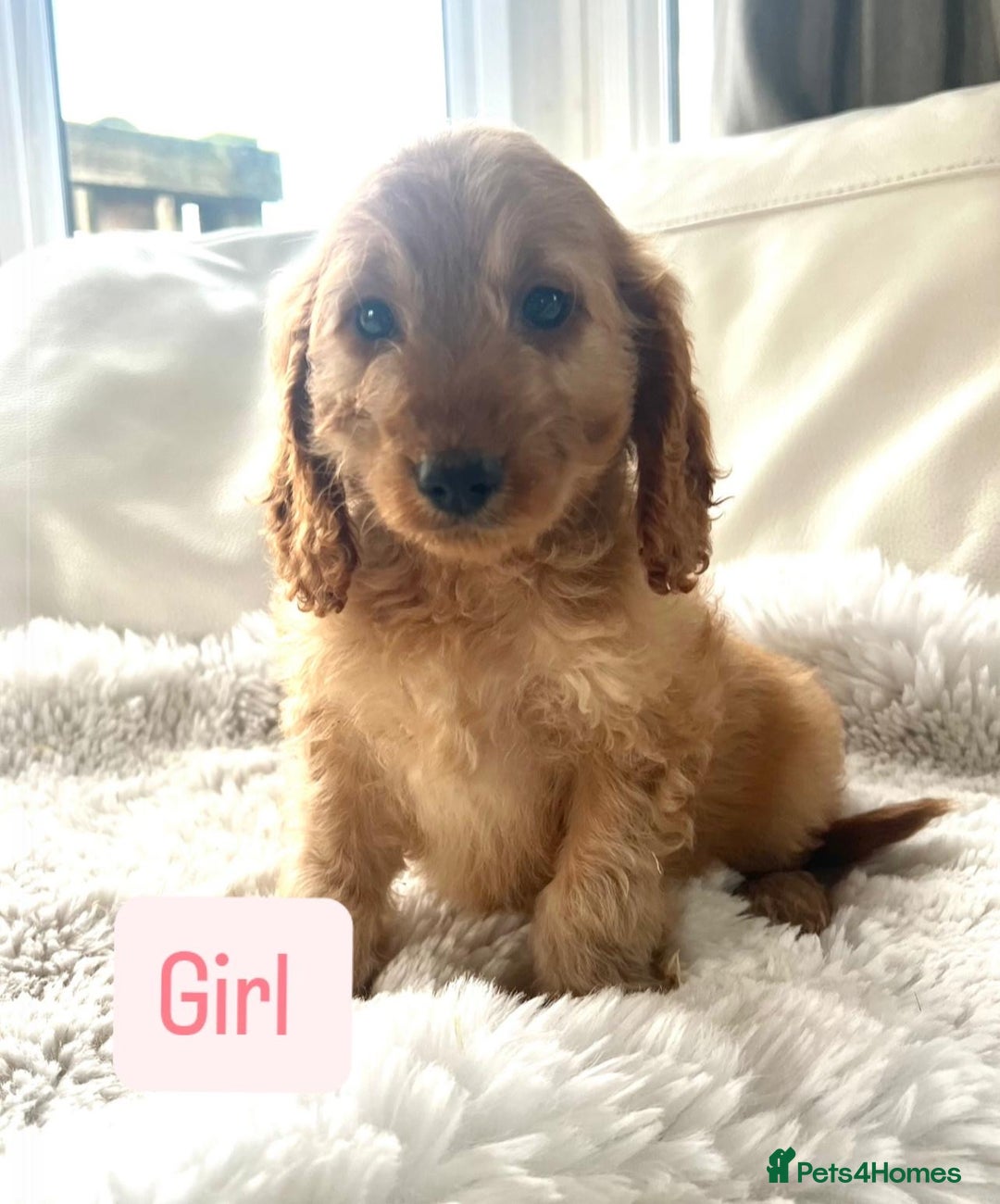 Cockapoo dogs for sale: Gorgeous Cockapoo Puppies  - Image 4