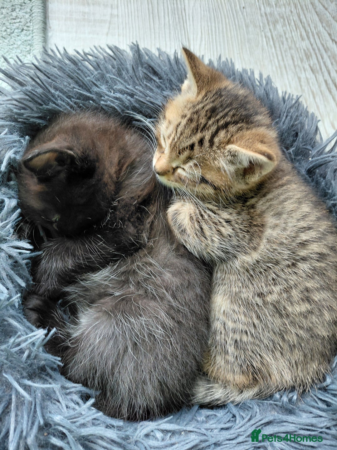 Maine Coon cats for sale: Kittens for sale half main coon - Image 6
