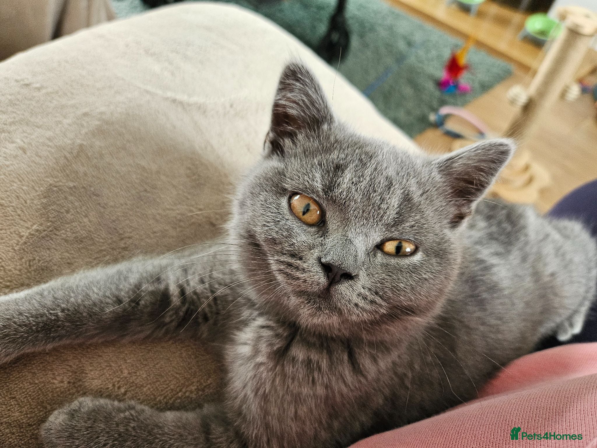 British Shorthair cats Adorable British Shorthair  Blue Kitten  - Advert 2