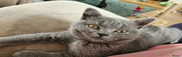 British Shorthair cats for sale: Adorable British Shorthair  Blue Kitten  in Cupar - Advert 4