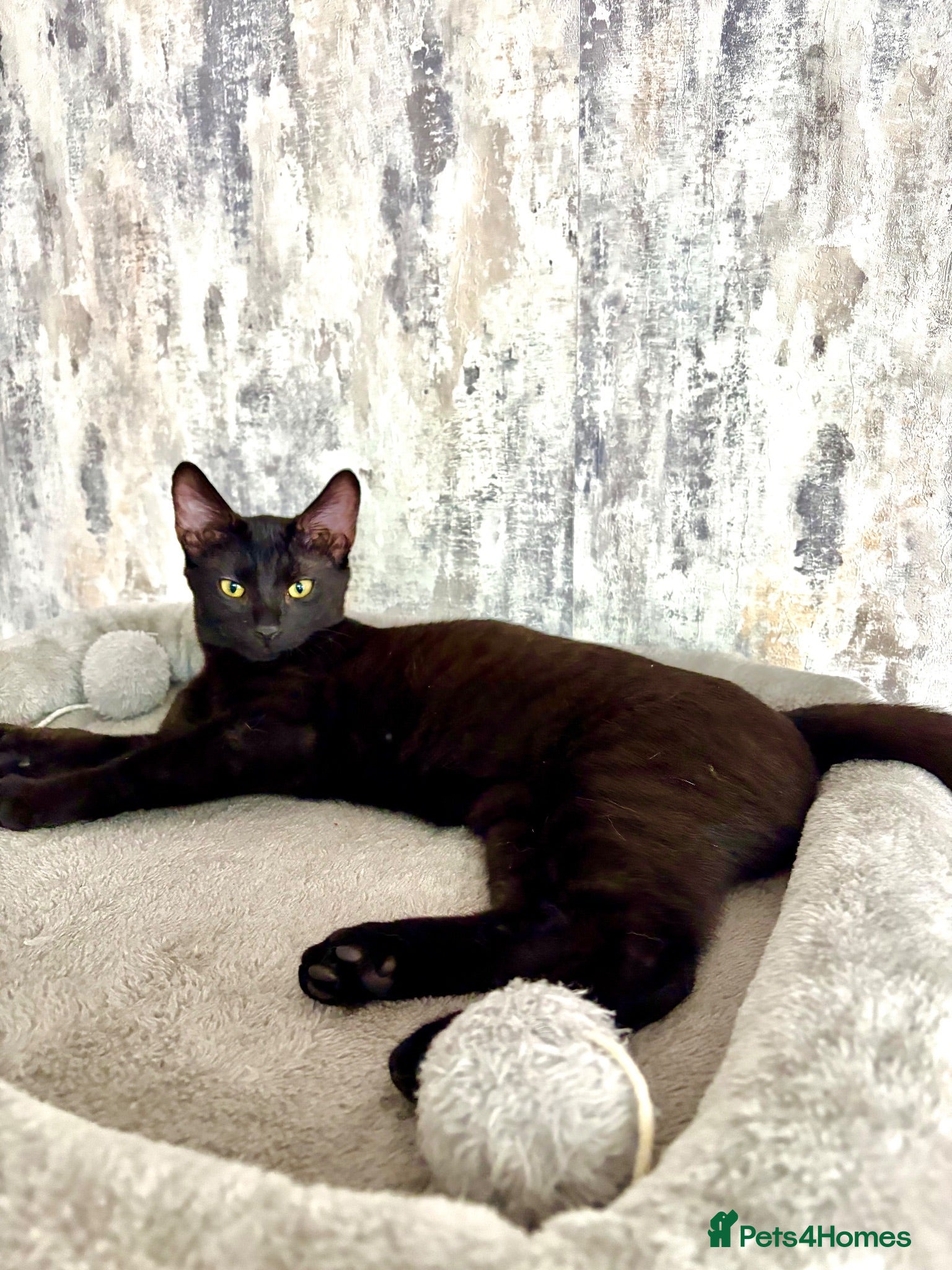 Savannah cats Melanistic Savannah F4 Female - Advert 2