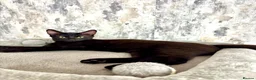 Savannah cats for sale: Melanistic Savannah F4 Female - Advert 1