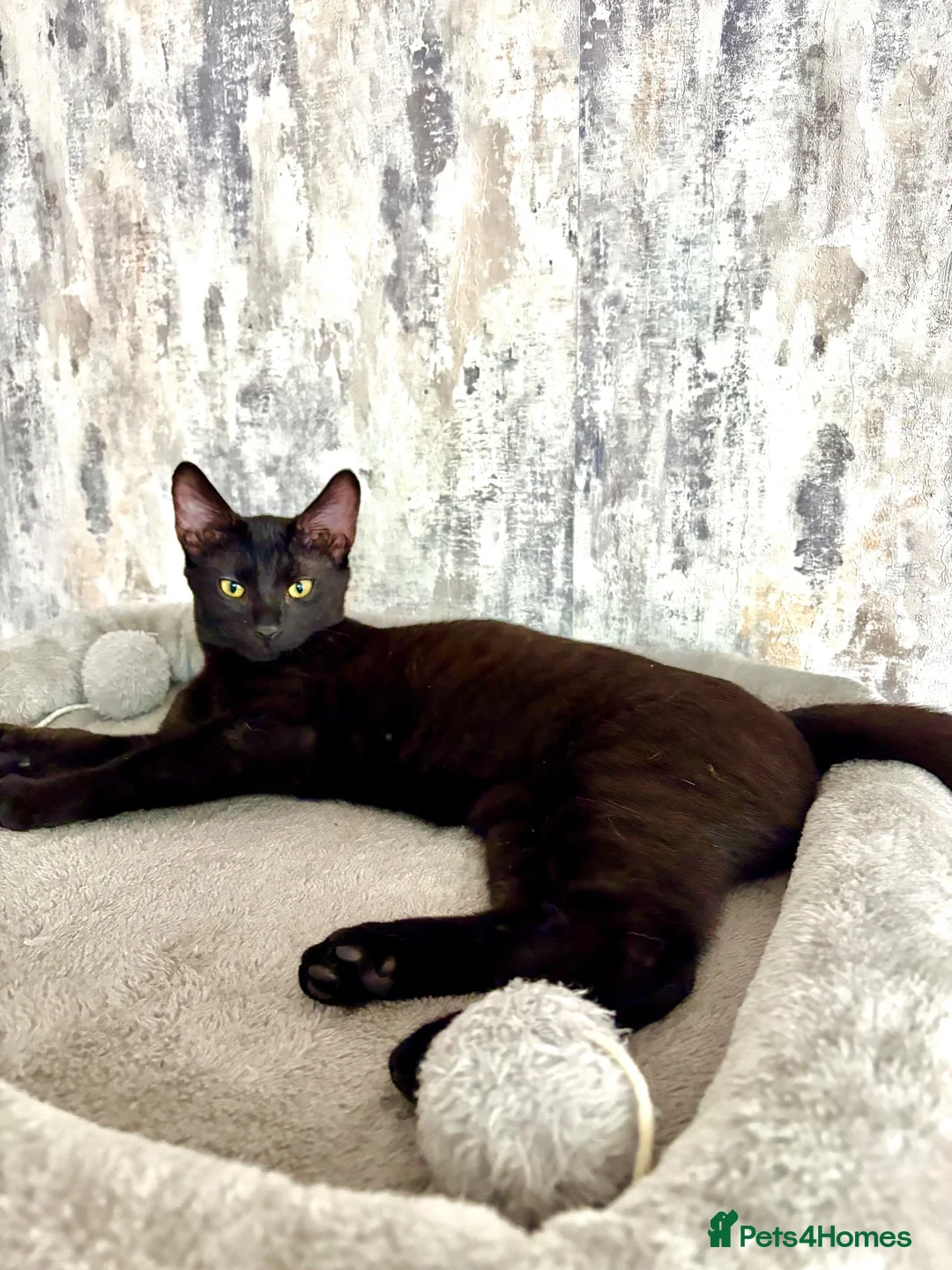 Savannah cats for sale: Melanistic Savannah F4 Female - Advert 1