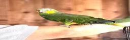 Parrots birds for sale: Baby amazon  - Advert 3