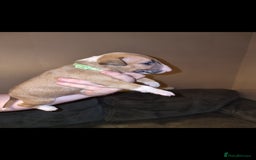 English Bull Terrier dogs for sale: English bull terrier  - Image 31