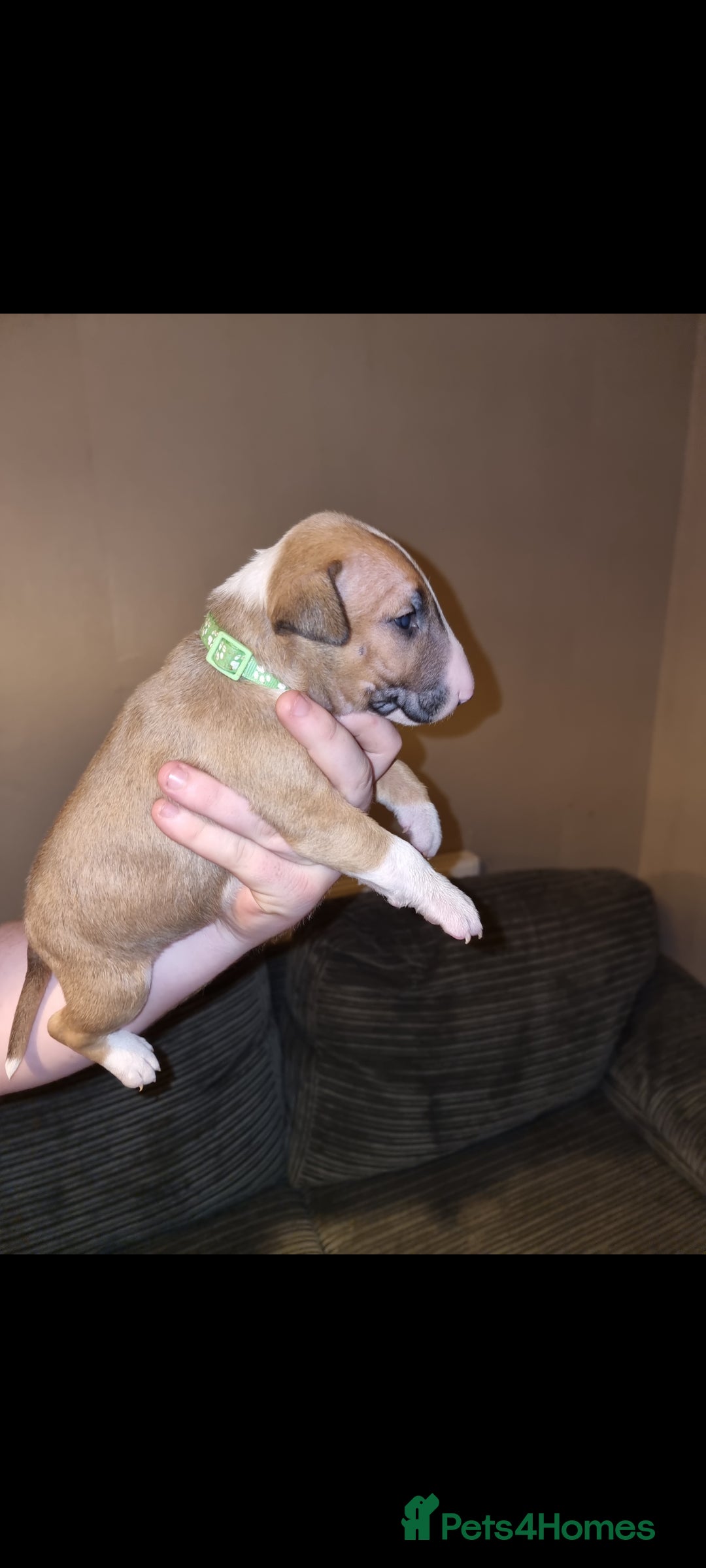 English Bull Terrier dogs for sale: English bull terrier  - Image 31