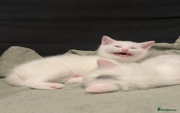 Mixed Breed cats for sale: 3 beautiful kittens available  - Advert 12