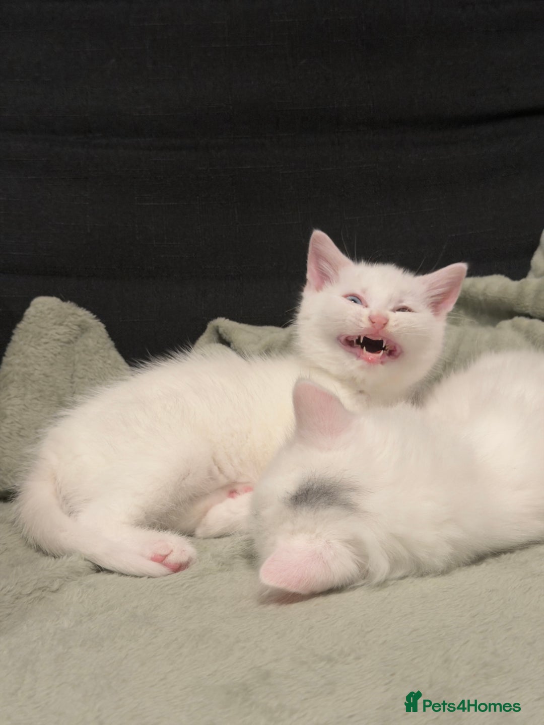 Mixed Breed cats for sale: 3 beautiful kittens available  - Advert 12