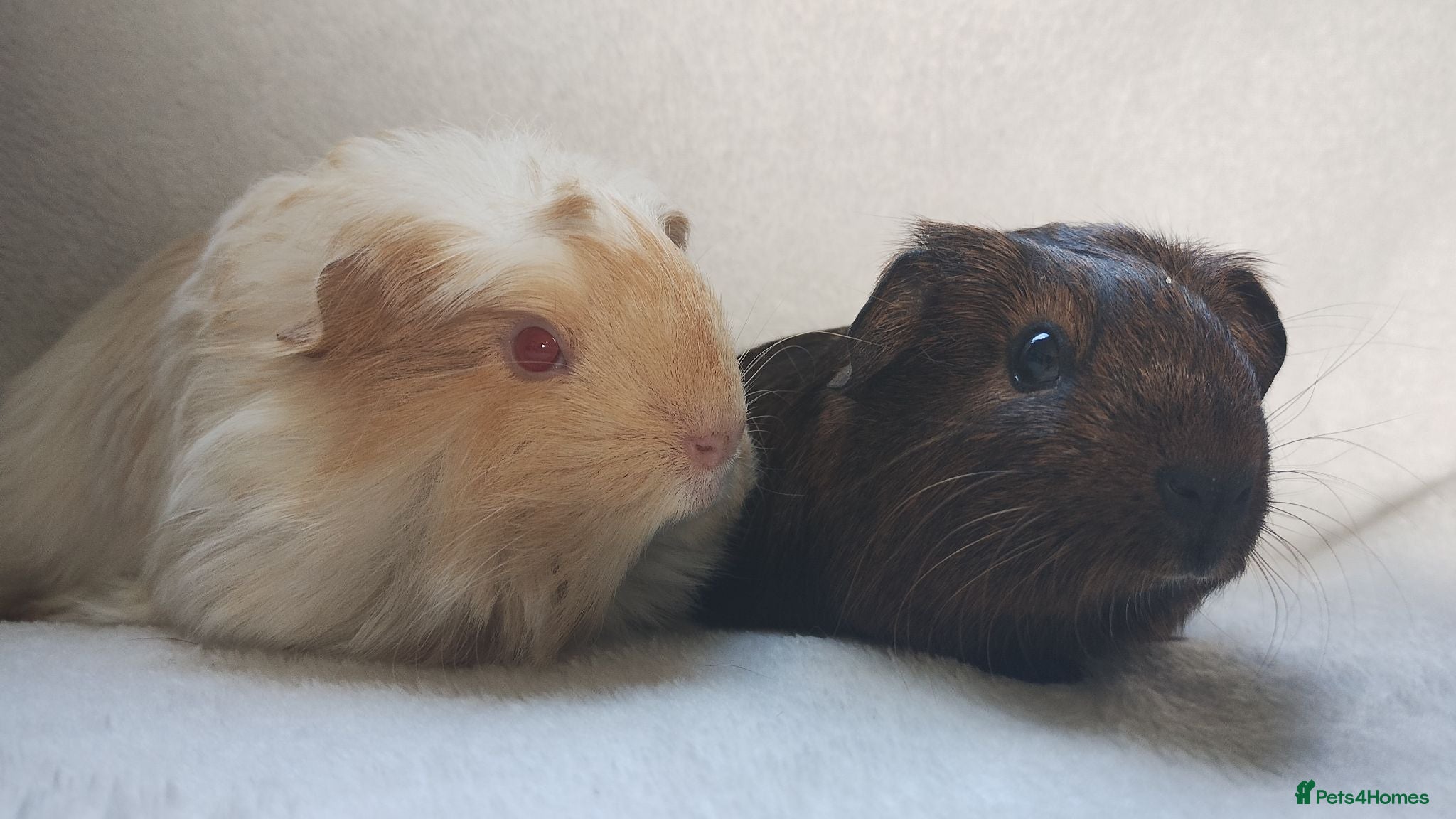 Guinea Pig rodents Price for two boy guinea pigs so tame  - Advert 2