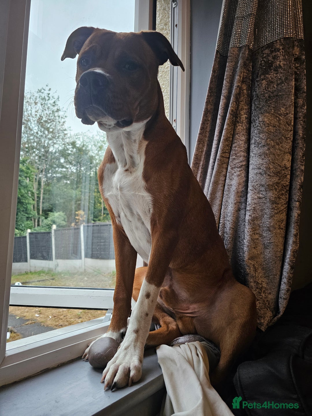 Mixed Breed dogs for sale: Male Staffy  ** tiff x Ridgeback 1 year old - Advert 16