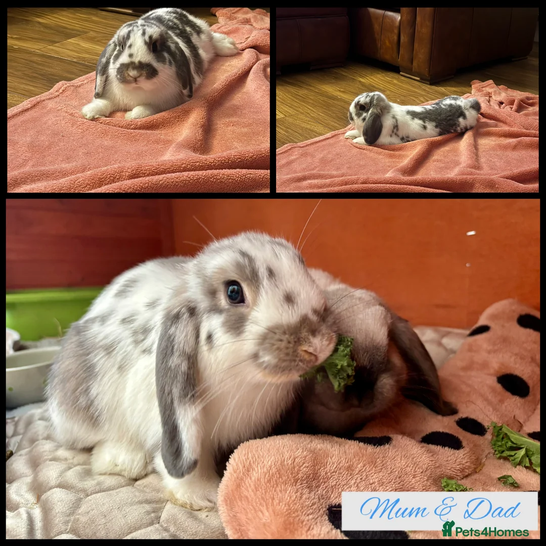 Mini Lop rabbits for sale: Pure Breed Mini Lop Butterfly new born bunnies  - Advert 26