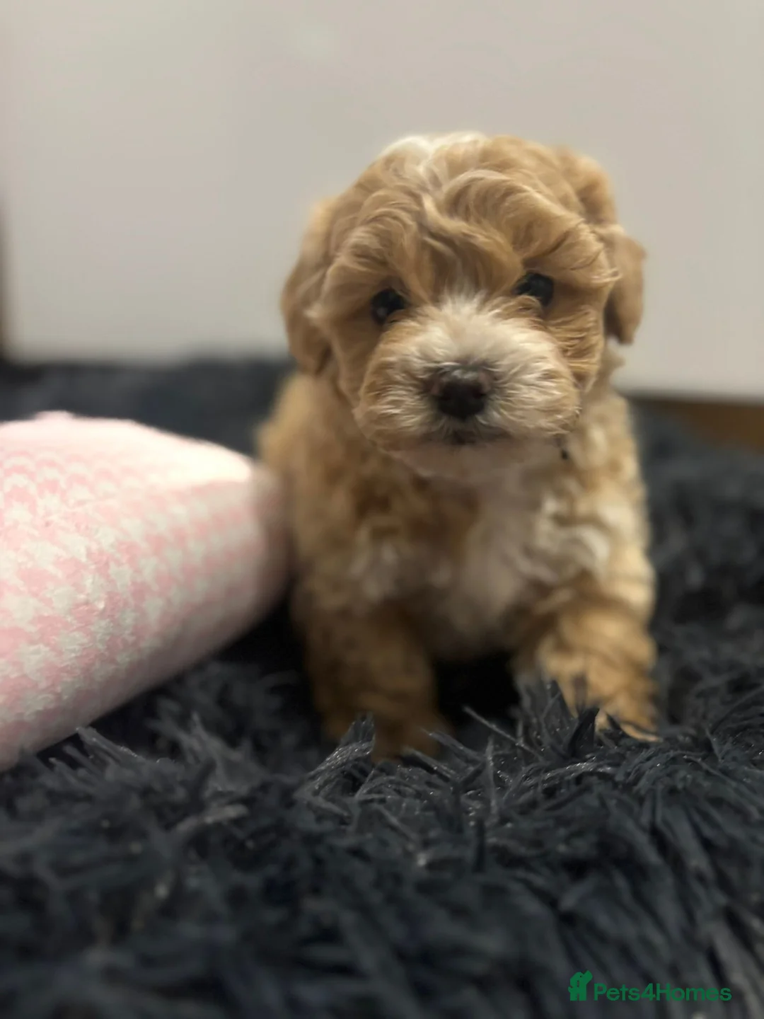 Maltipoo dogs for sale: Maltipoo boys available  - Advert 11