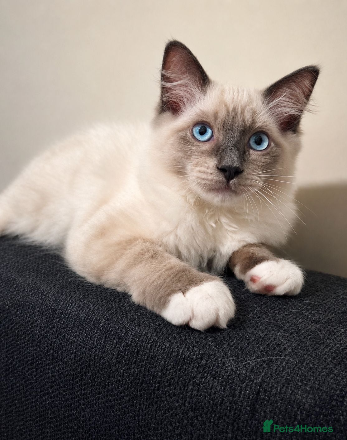Ragdoll cats 🐾 Ragdoll Kittens Ready now !  - Advert 7