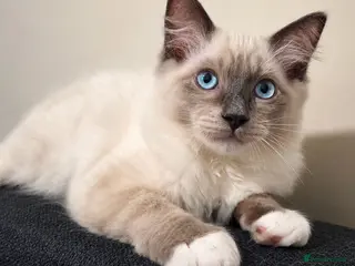 Ragdoll cats 🐾 Ragdoll Kittens Ready now ! - Advert 7