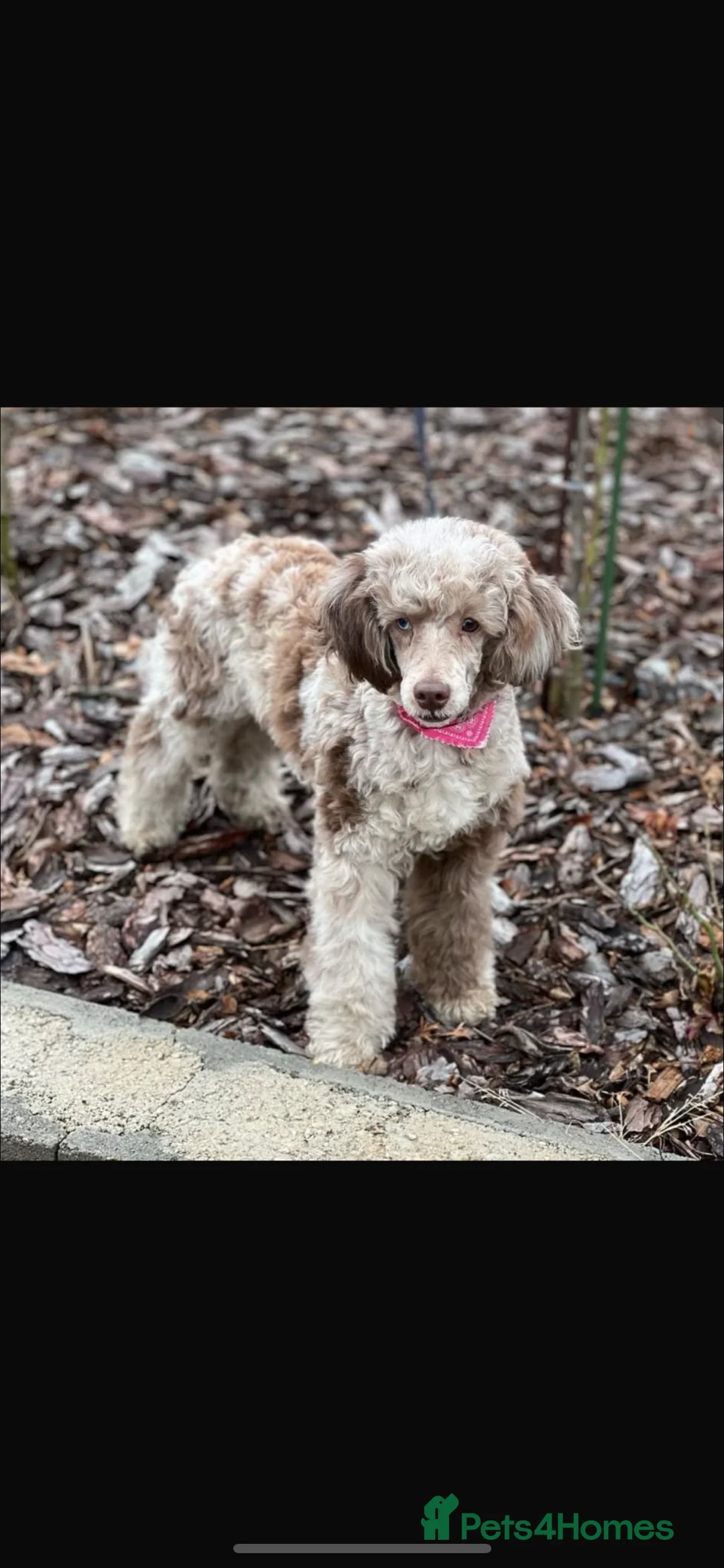 Miniature Poodle dogs for sale: Beautiful mini poodles  - Advert 12