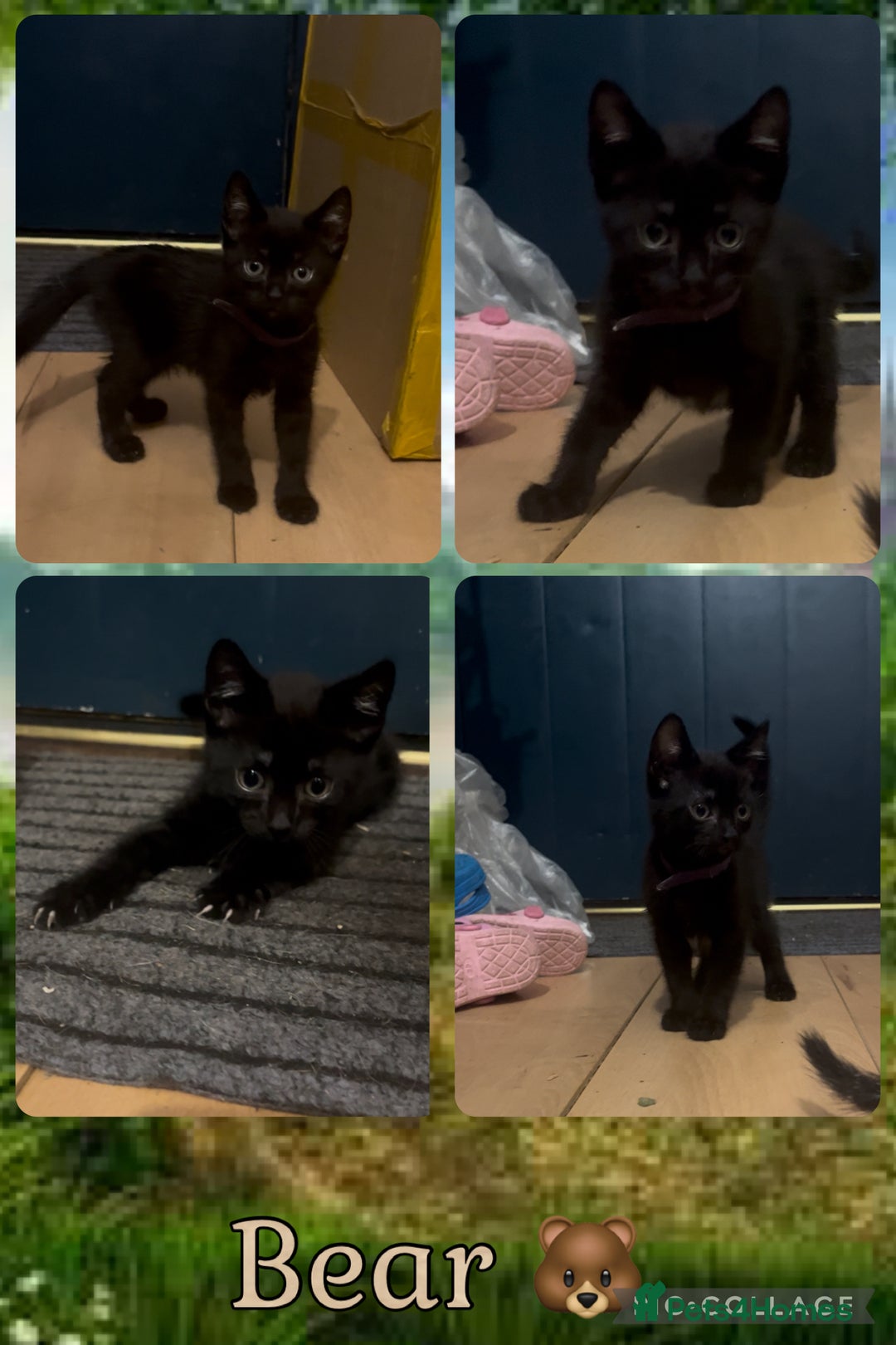 Mixed Breed cats for sale: 4 Kittens looking for their forever homes 🏠  - Image 2