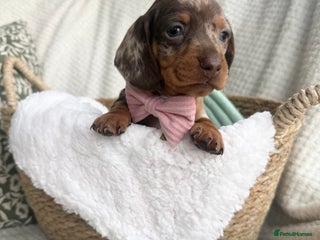 Miniature Dachshund dogs Kc reg choc tweed dapple & choc n tan - Advert 11