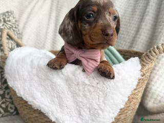 Miniature Dachshund dogs Kc reg choc tweed dapple & choc n tan - Advert 16