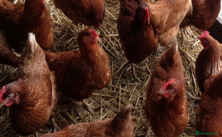 Chickens poultry - Advert 1