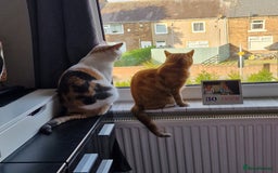 British Shorthair cats for sale: Sisters looking for new home - Image 1